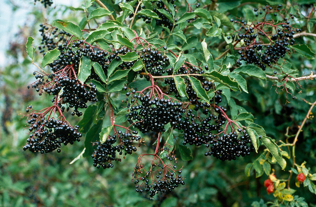 Elderberry (Sambucus nigra) Elderberries