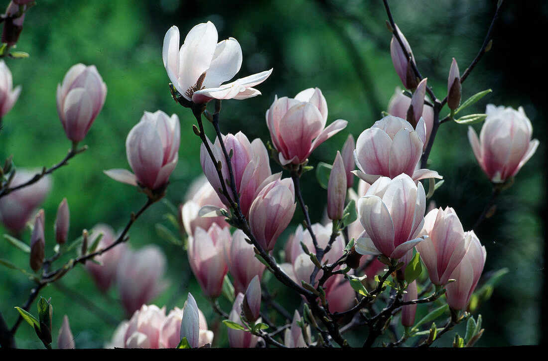 Magnolia soulangeana (Tulip magnolia)