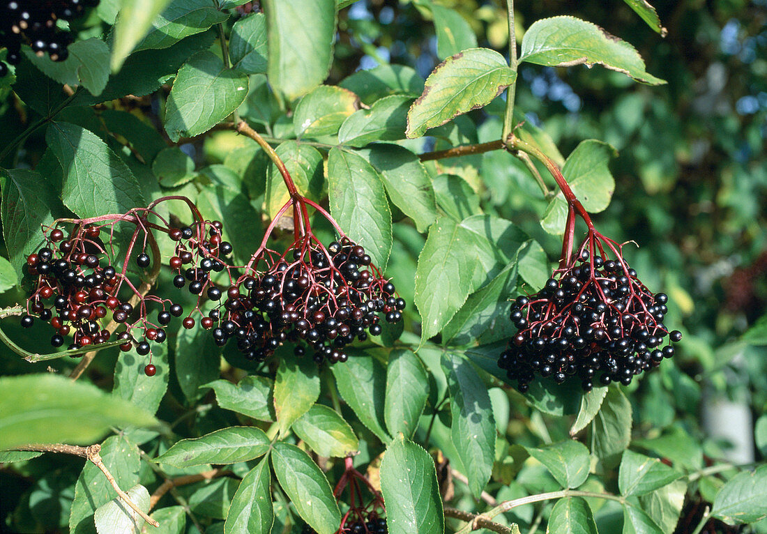Sambucus nigra (elderberry)