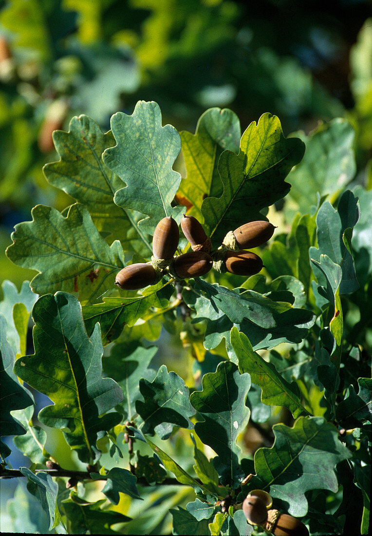 Quercus robur (pedunculate oak)