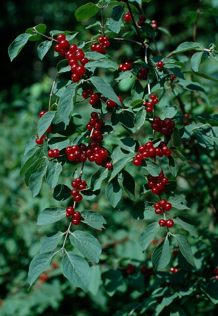 Lonicera xylosteum (Red honeysuckle)