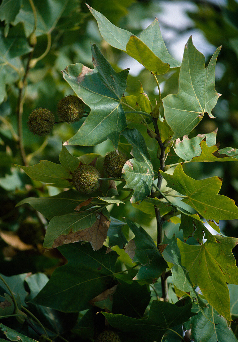 Platanus X acerifolia Platane mit kugeligen Früchten