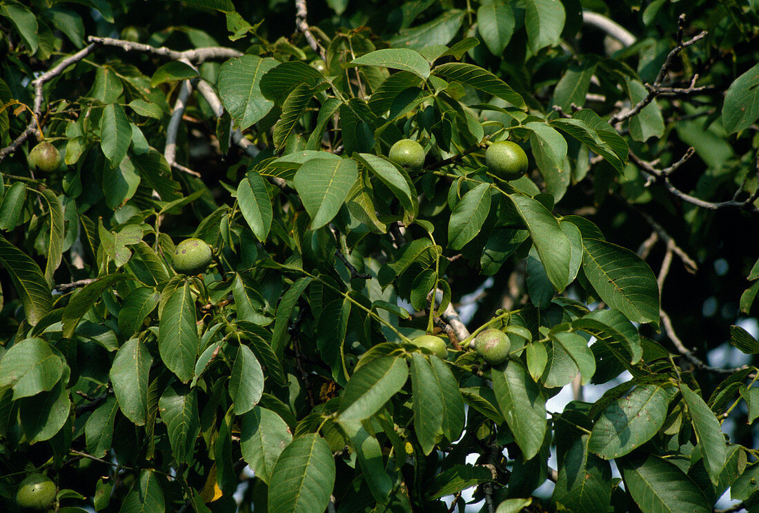 Juglans regia (walnut tree) with fruit