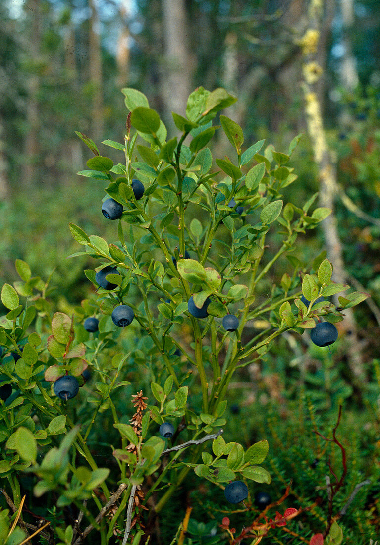 Wothe: Vaccinium myrtillus (Heidelbeeren, Blaubeeren)