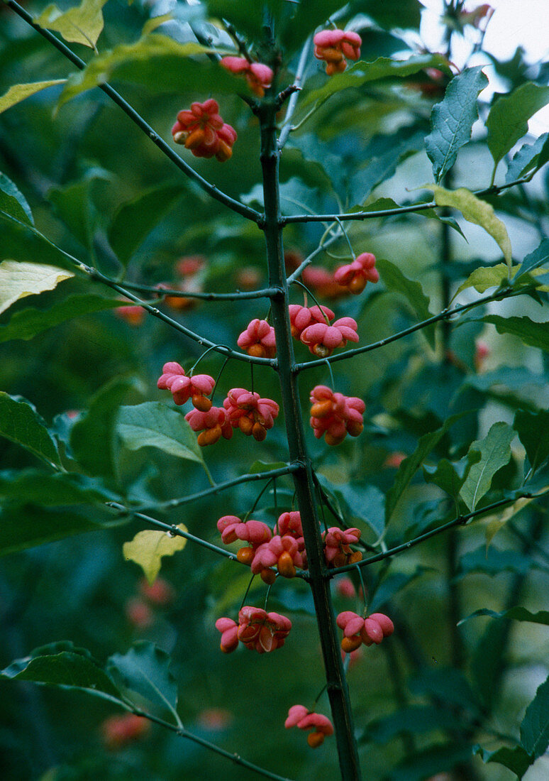 Euonymus europaeus (Spindle tree)