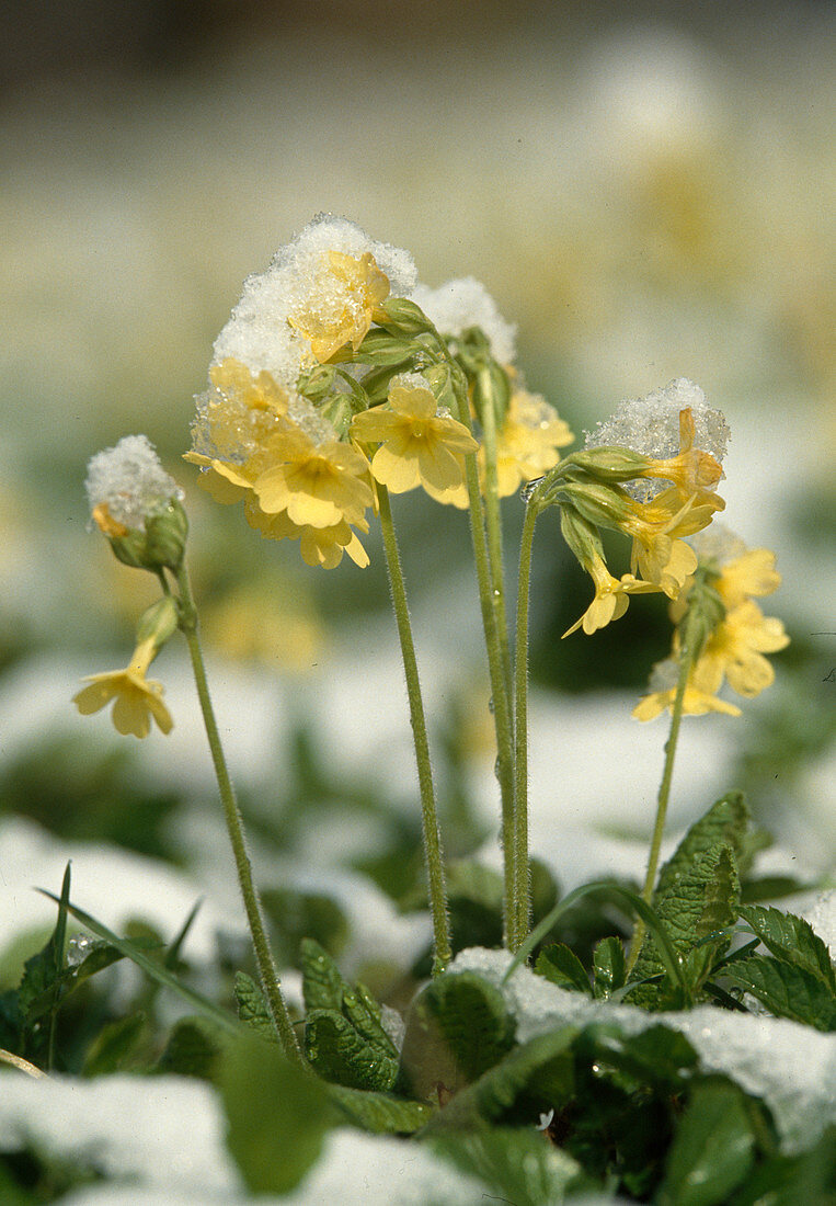 Schlüsselblumen im Schnee, Primula elatior, Deutschland