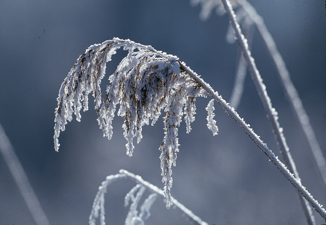 Hoarfrost on reed