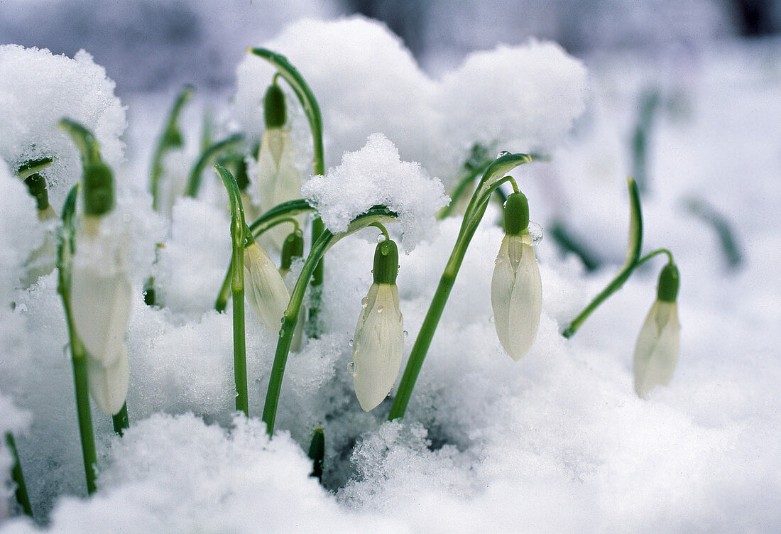 Snowdrops