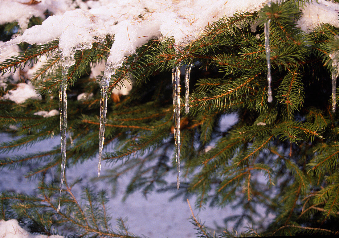 Schnee schmilzt auf Picea abies (Rotfichte)