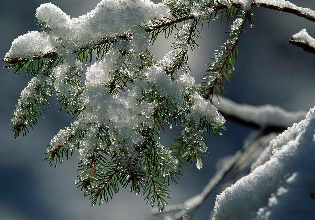 Schnee schmilzt auf Picea abies (Rotfichte)