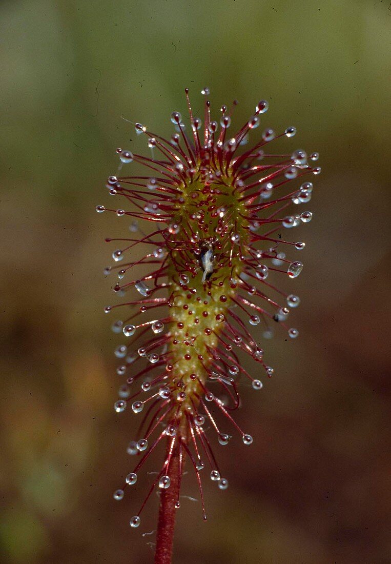 Drosera anglica, Langblättriger Sonnentau, Fleischfressende Moorpflanze