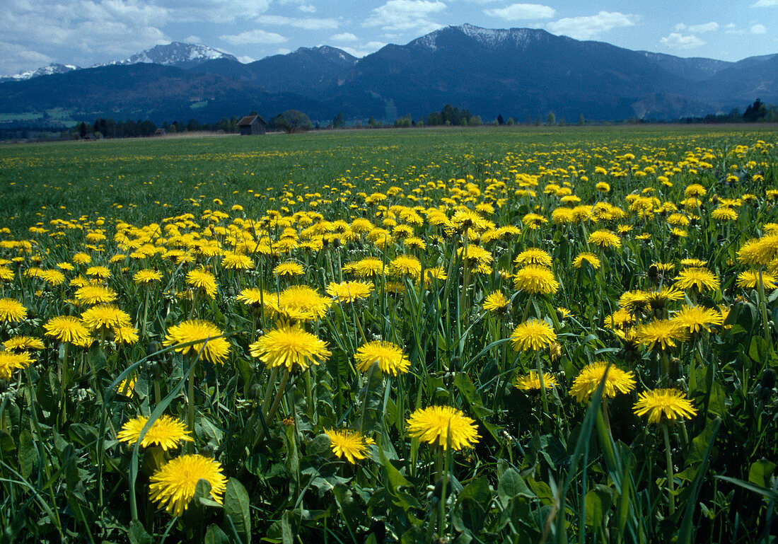 Flowering dandelion meadow (Taraxacum officinale)