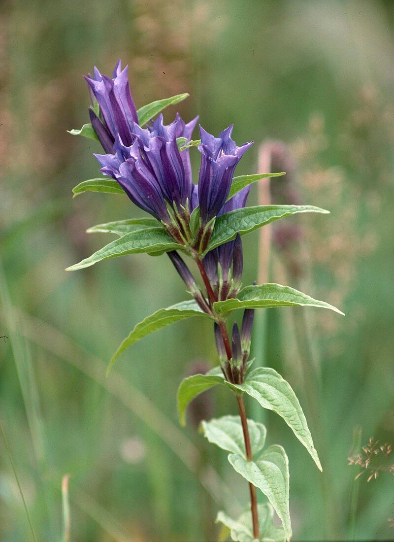 Gentiana Asclepiadea (Gentiana Asclepiadea)