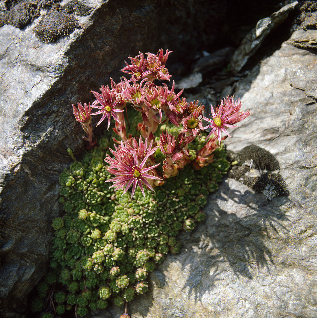 Sempervivum montanum subsp. stiriacum (Mountain houseleek)