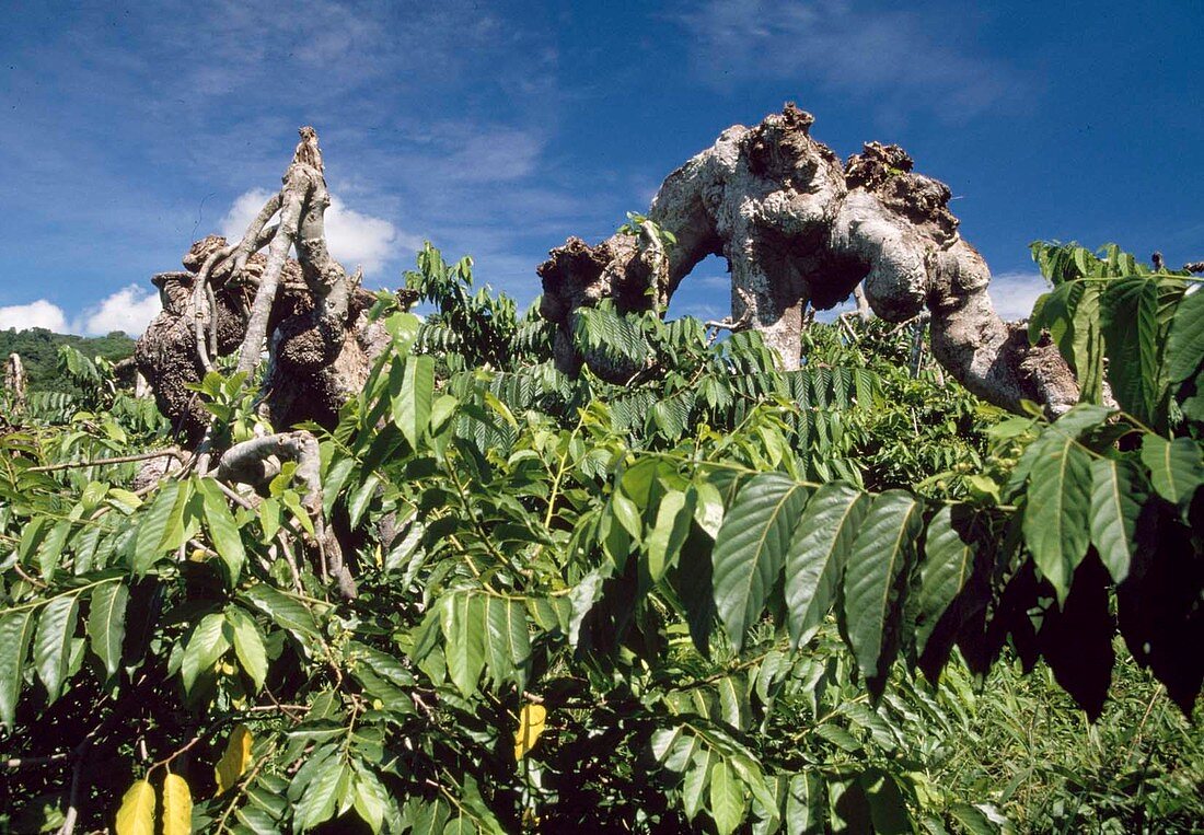 Ylang-Ylang (Cananga odorata), tropischer Nutzbaum mit stark duftenden Blüten zur Oelgewinnung