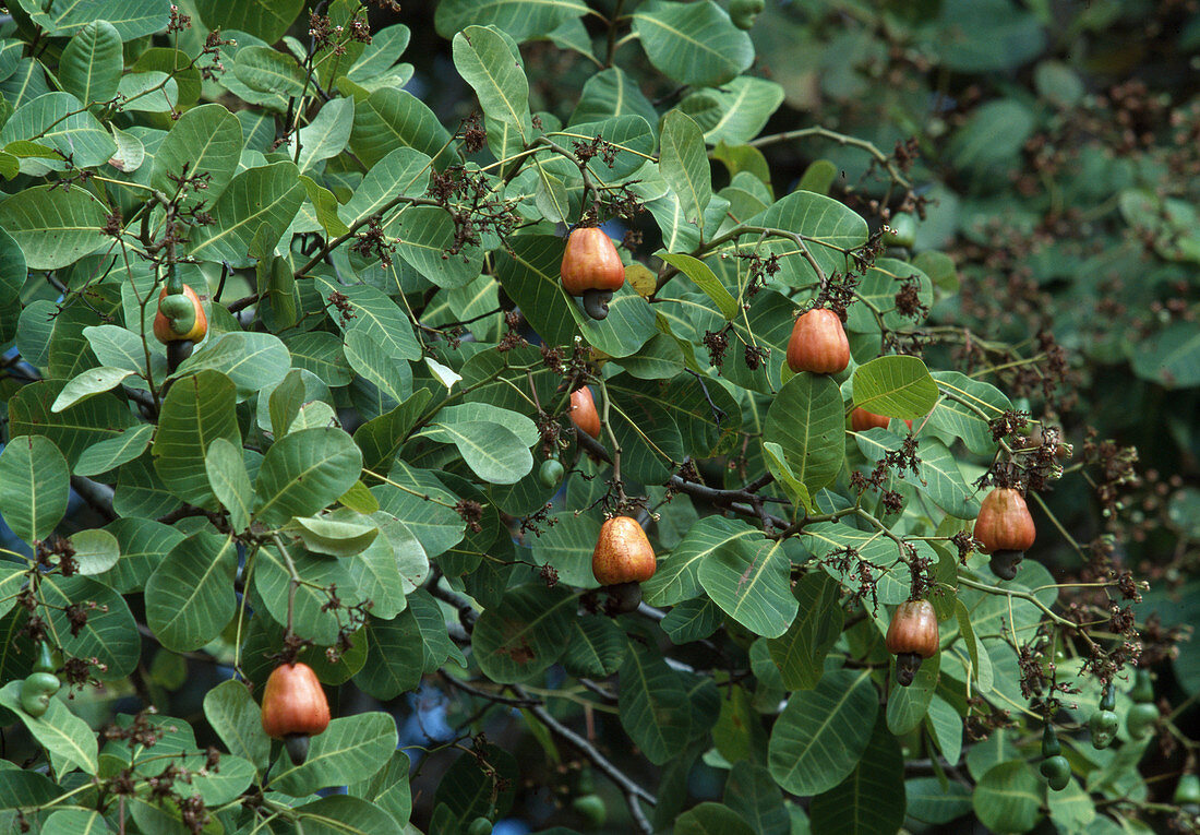 Cashew nuts on the tree