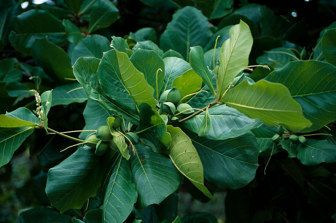 Seemandelbaum, auch Indische Mandel oder Katappenbaum genannt, Terminalia catappa