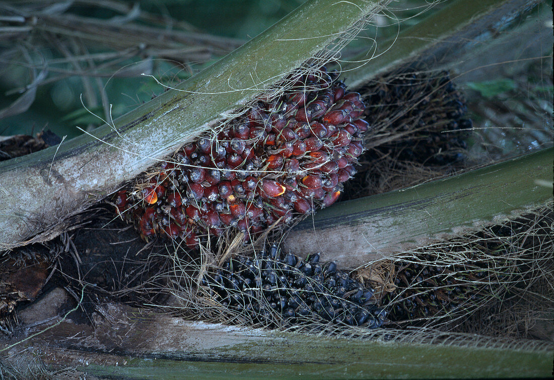 Ölpalme (Elaeis guineensis), tropische Nutzpflanze zur Gewinnung von Palmöl