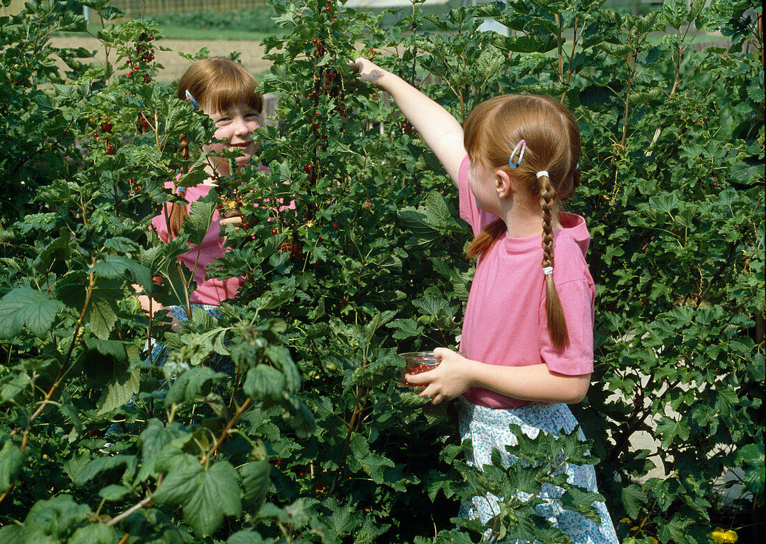 Girl picking red currants (Ribes rubrum)