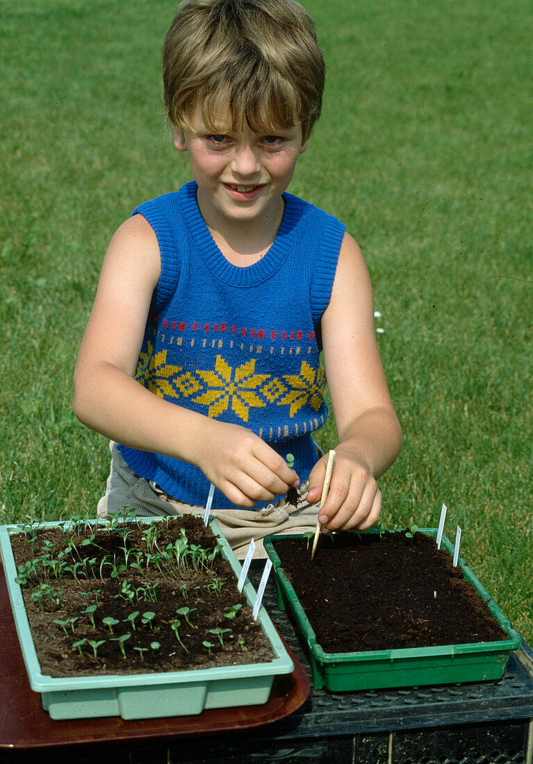 Boy pricking vegetable seedlings