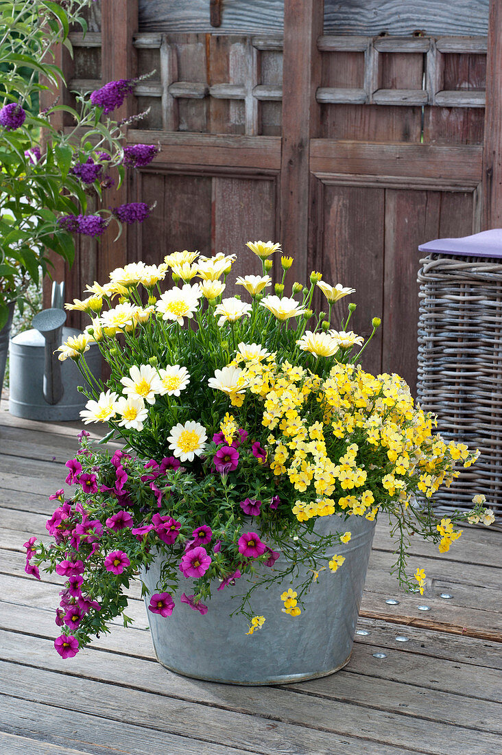 Osteospermum 'Double White Yellow' (Cape daisy), Nemesia