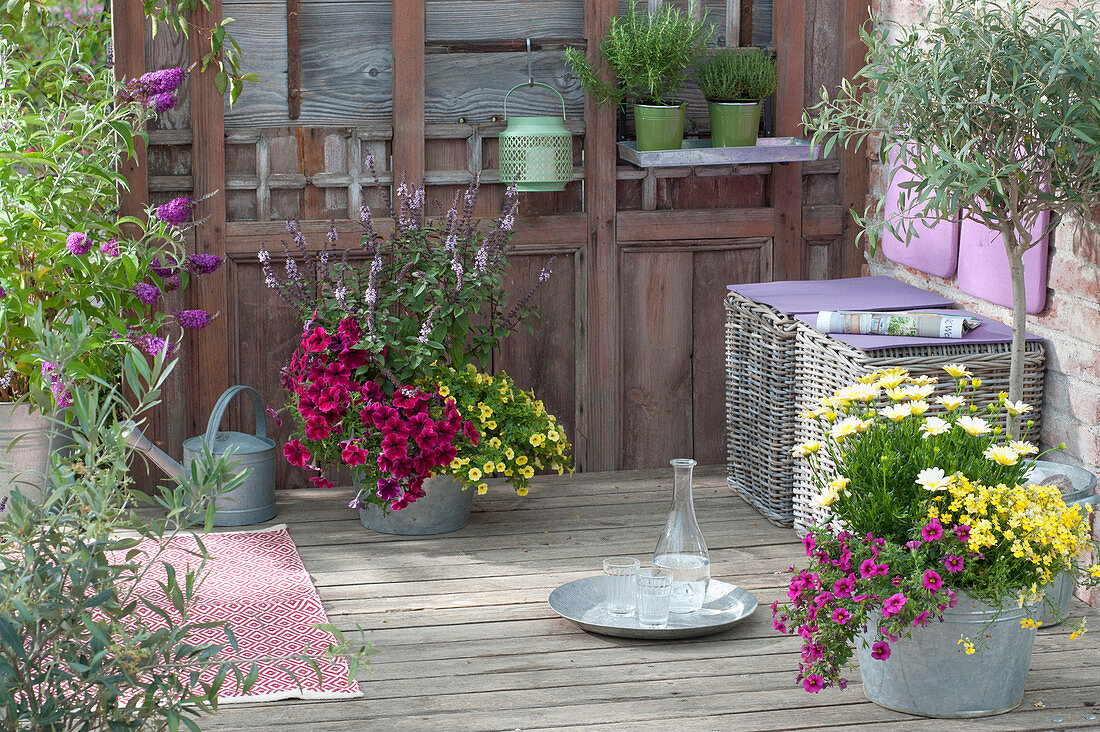 Summer terrace with Petunia Sweetunia 'Suzie Storm' (Petunia)