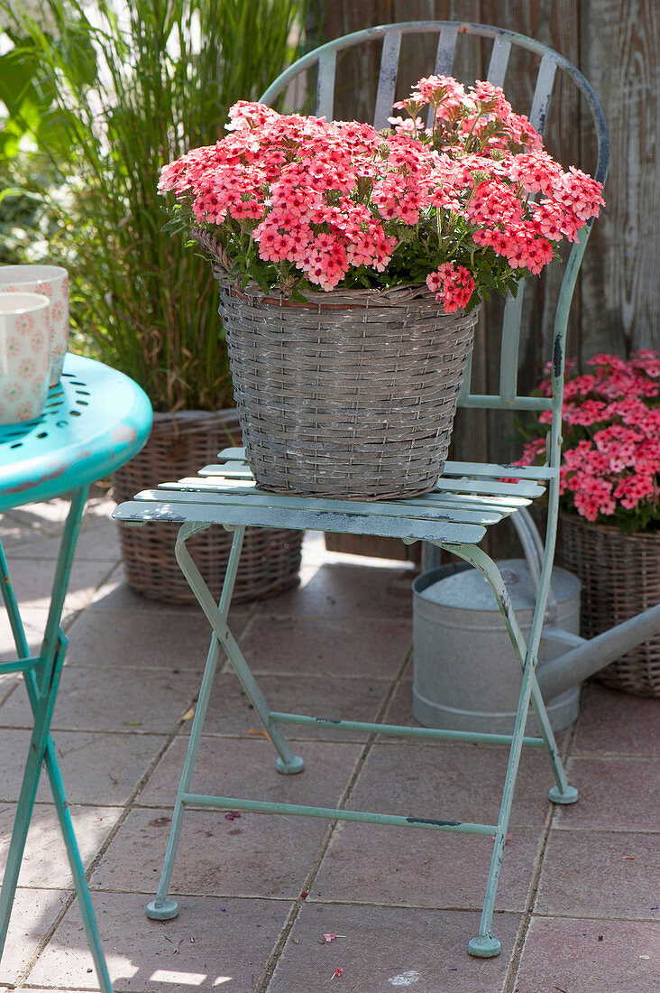 Basket with Verbena Lascar 'Mango Orange' placed on chair