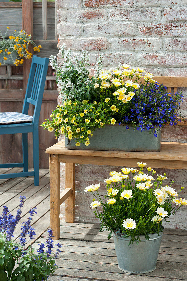 Tin box and zinc bucket with Osteospermum 'Double White Yellow'