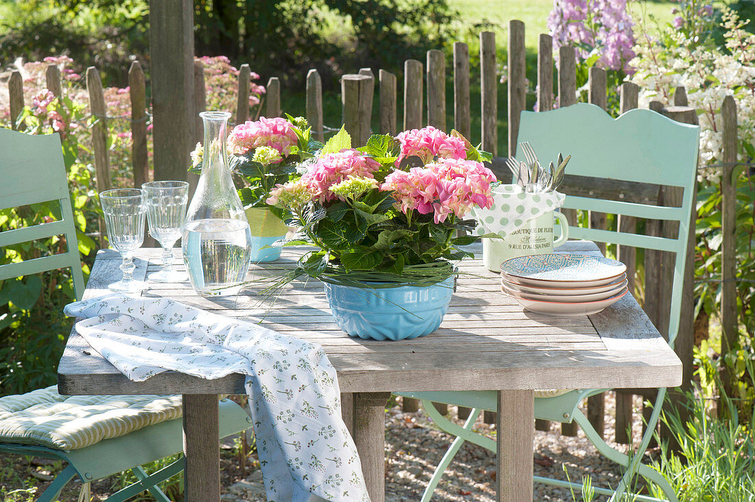 Hydrangea macrophylla with grass cuff