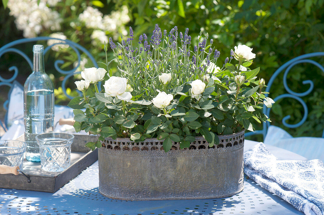 Pink (rose) and Lavandula (lavender) in metal jardiniere