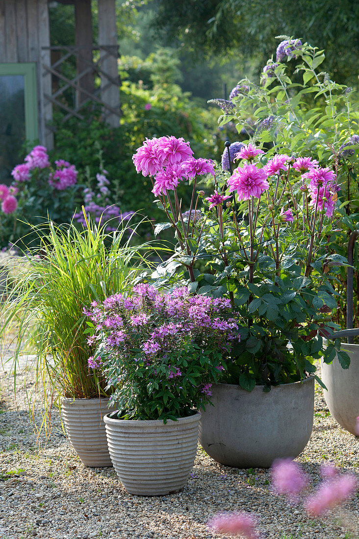 Dahlia 'Lavender Ruffles' (Decorative Dahlia), Cleome spinosa