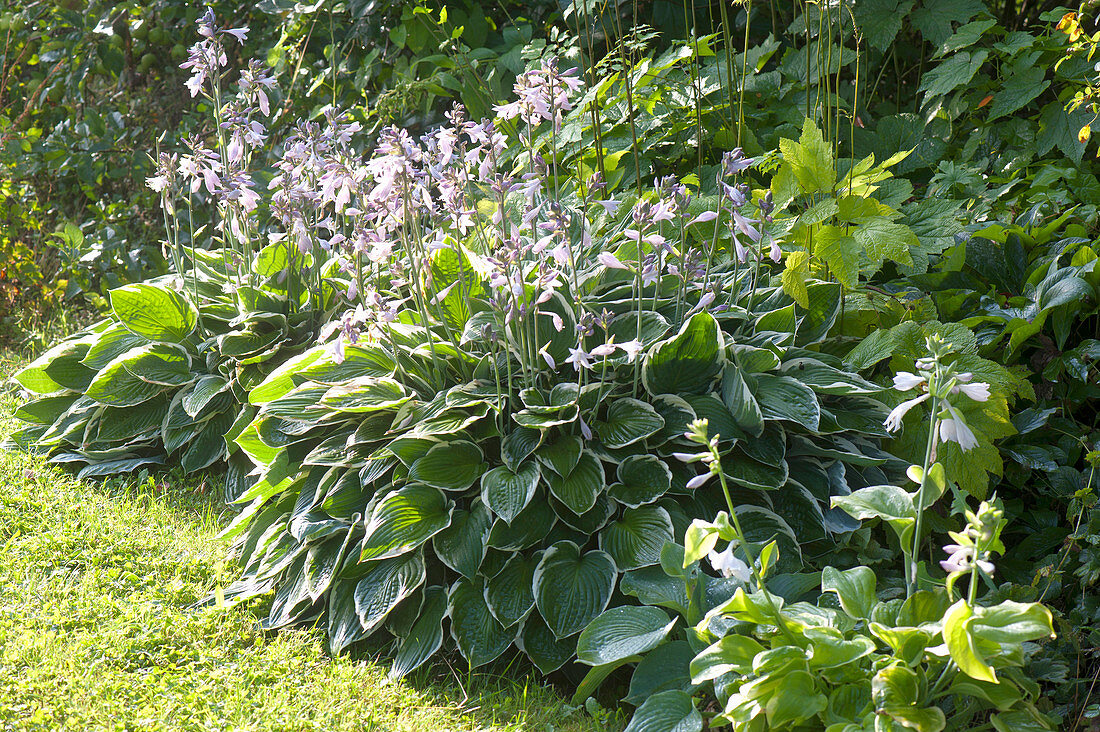 Hosta Hybride 'Francee' (White-bordered Funkie) in the shade-bed