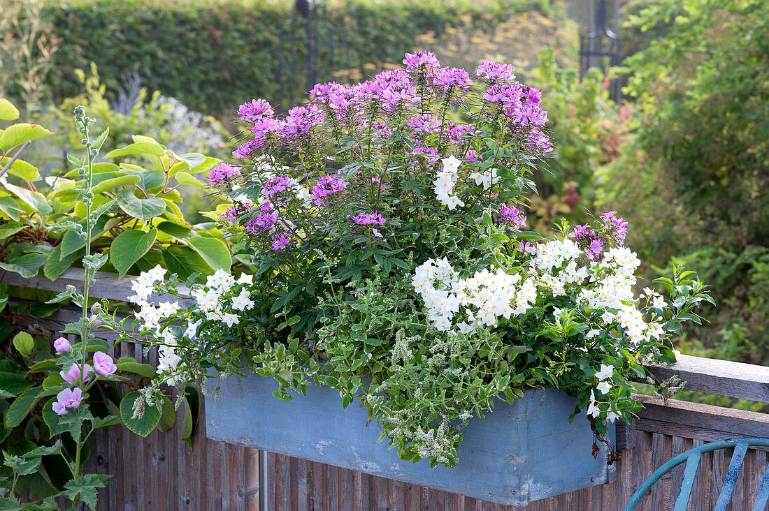 Solanum jasminoides (Jasmin-Nachtschatten), Cleome spinosa