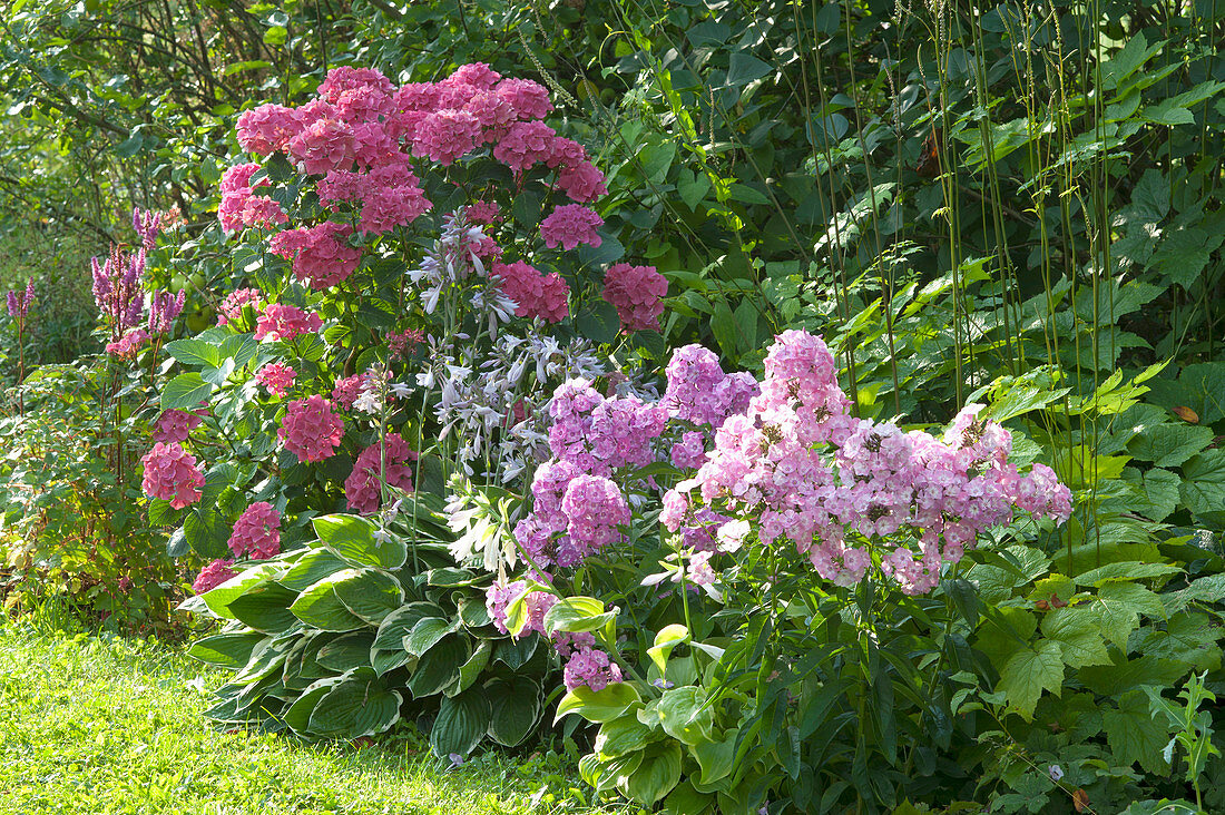 Phlox paniculata 'Eve Förster' (Flammenblume), Hydrangea macrophylla