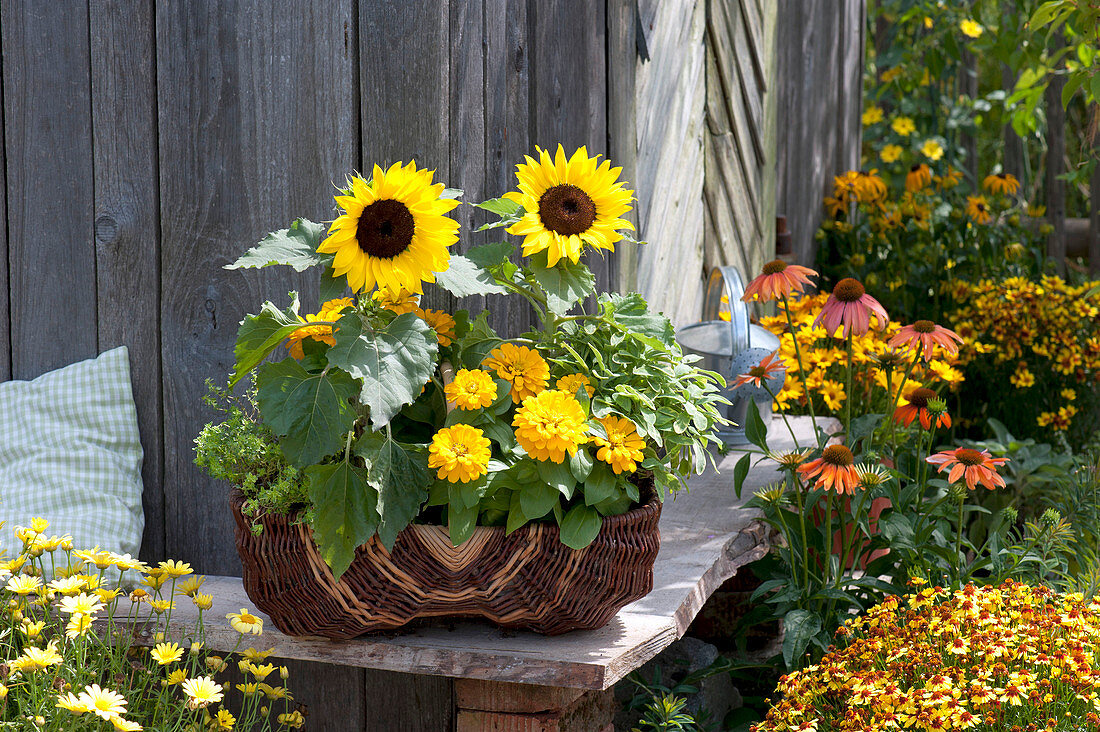 Helianthus annuus (sunflowers), Zinnia elegans (zinnias)