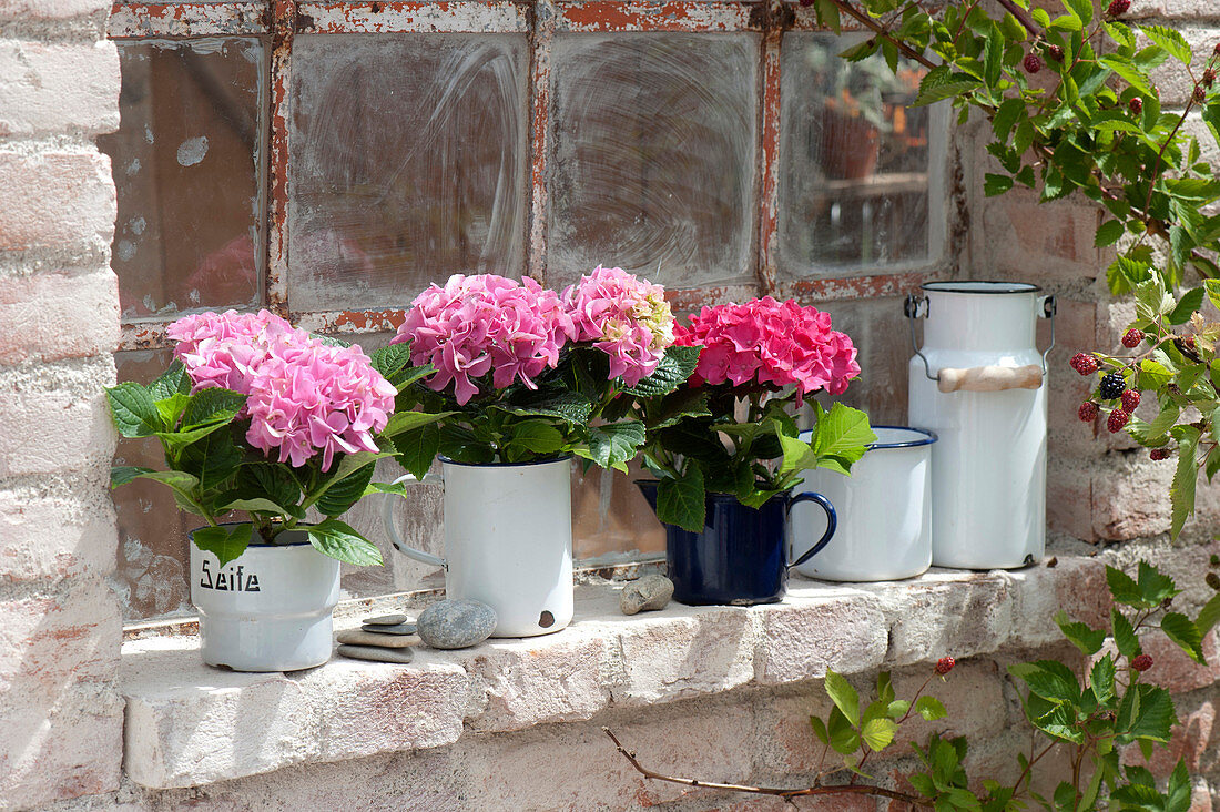 Hydrangea macrophylla (Hortensien) in emaillierten Gefaessen