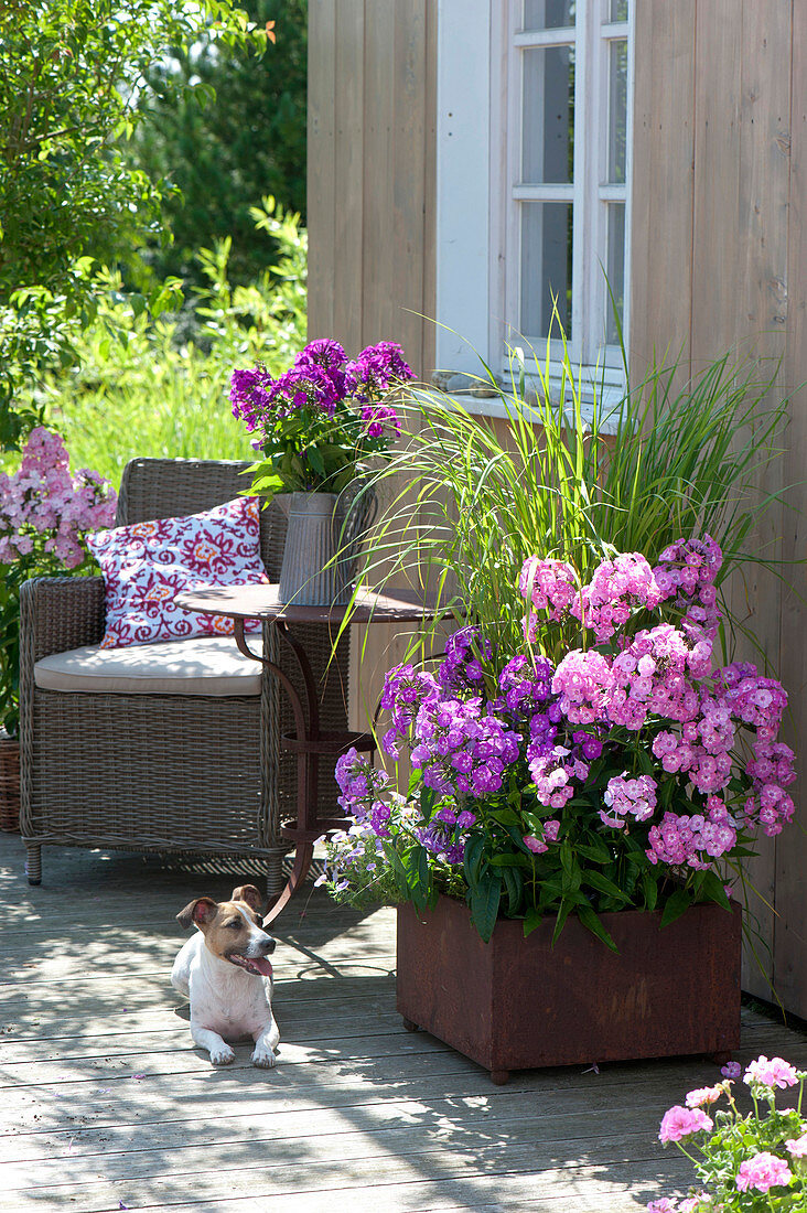 Phlox paniculata 'Eva Förster', 'Uspech' and Spartina