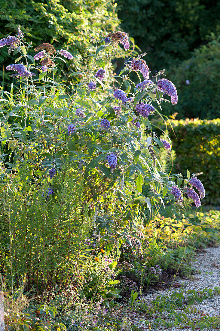 Buddleja Buzz 'Lavender' (summer lilac) in the bed