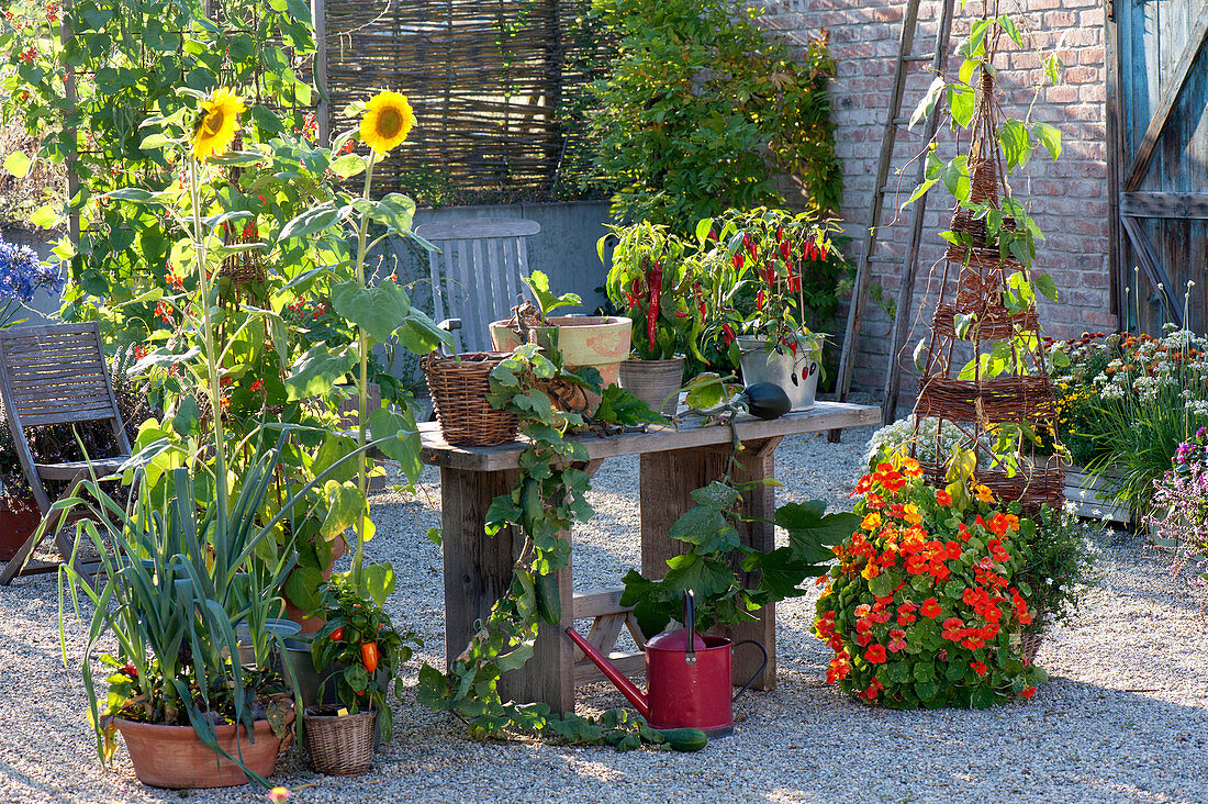 Kiesterrasse mit Sommerblumen, Gemüse und Kräutern