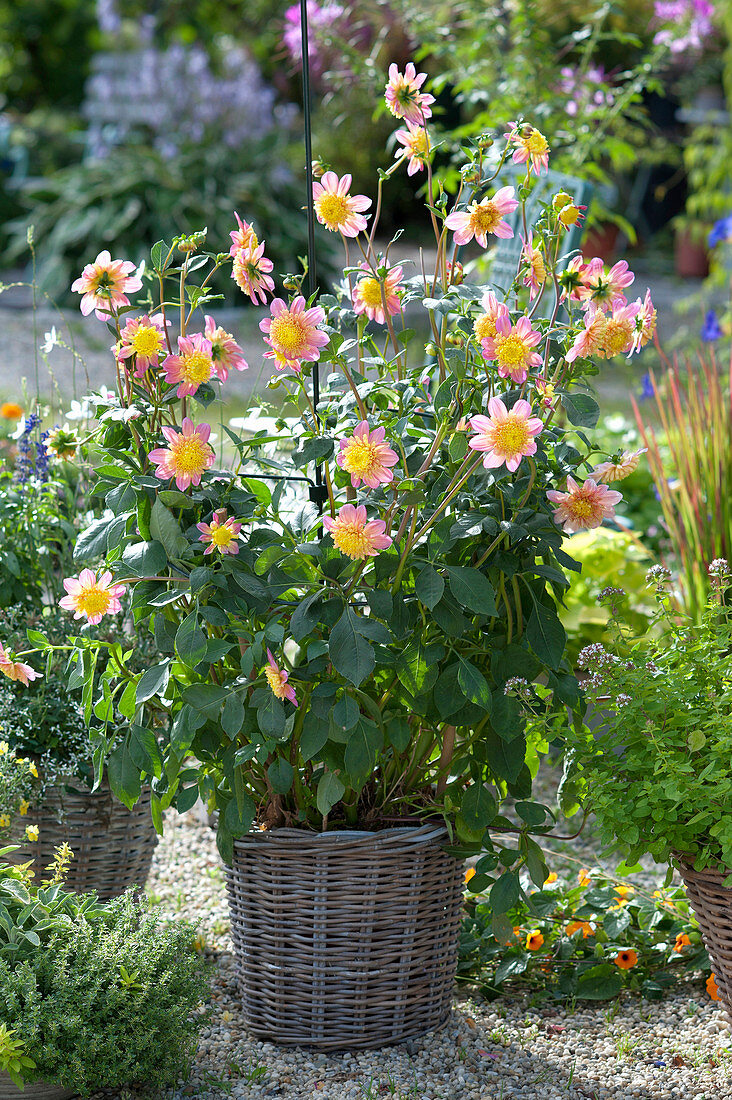 Dahlia 'Siemen Doorenbosch' (anemone-flowered dahlia) in a basket