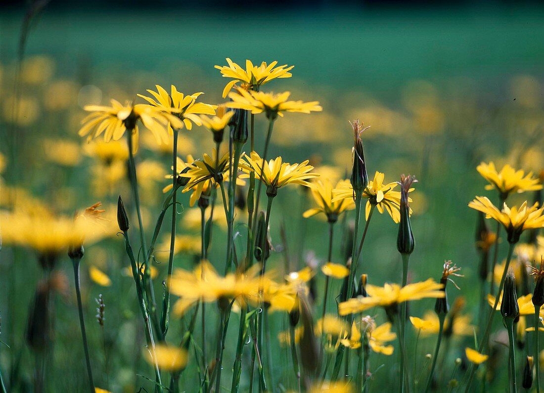 Tragopogon pratensis (Blumenwiese mit Wiesenbockbart)