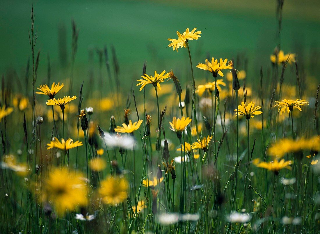 Tragopogon pratensis (Blumenwiese mit Wiesenbockbart)