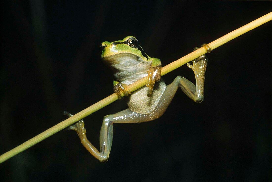 Tree Frog (Hyla arborea)