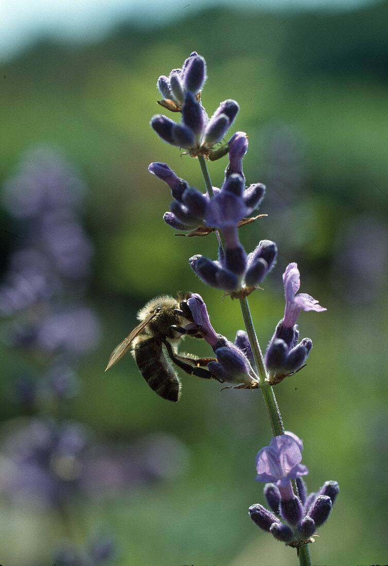 Honey bee (Apis mellifica) on lavender