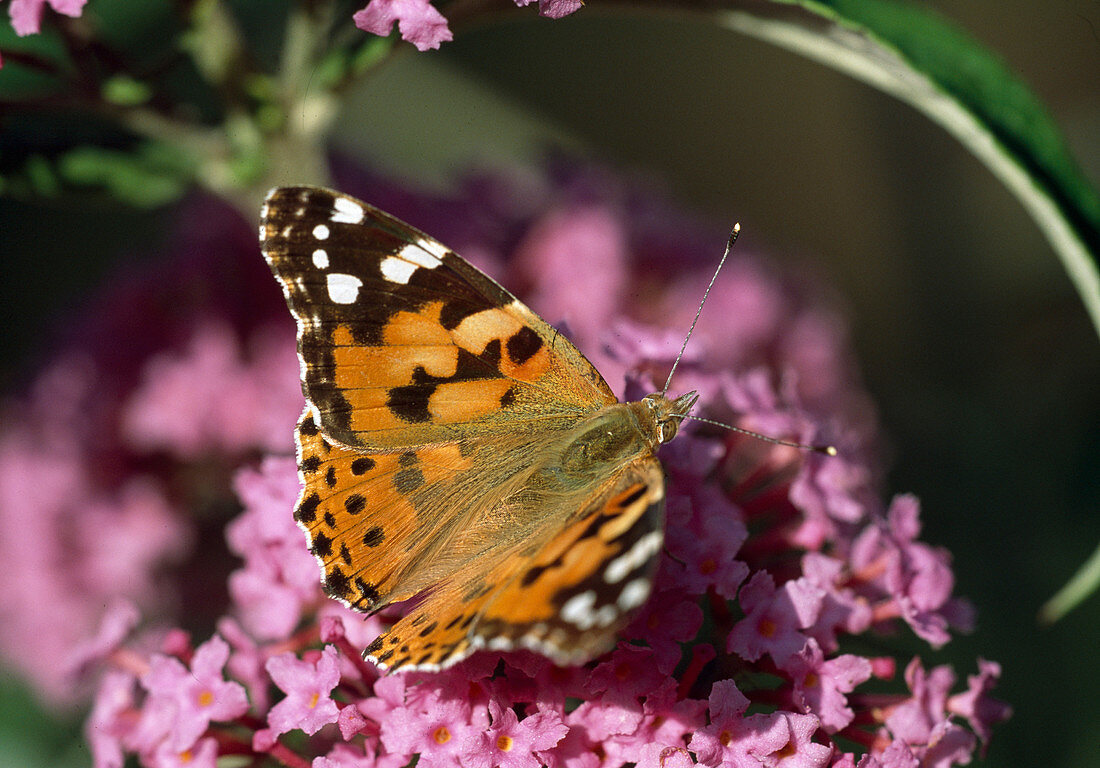 Distelfalter (Cynthia cardui) auf Sommerflieder (Buddleja)