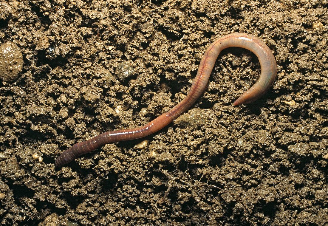Regenwurm (Lumbricus terrestris)