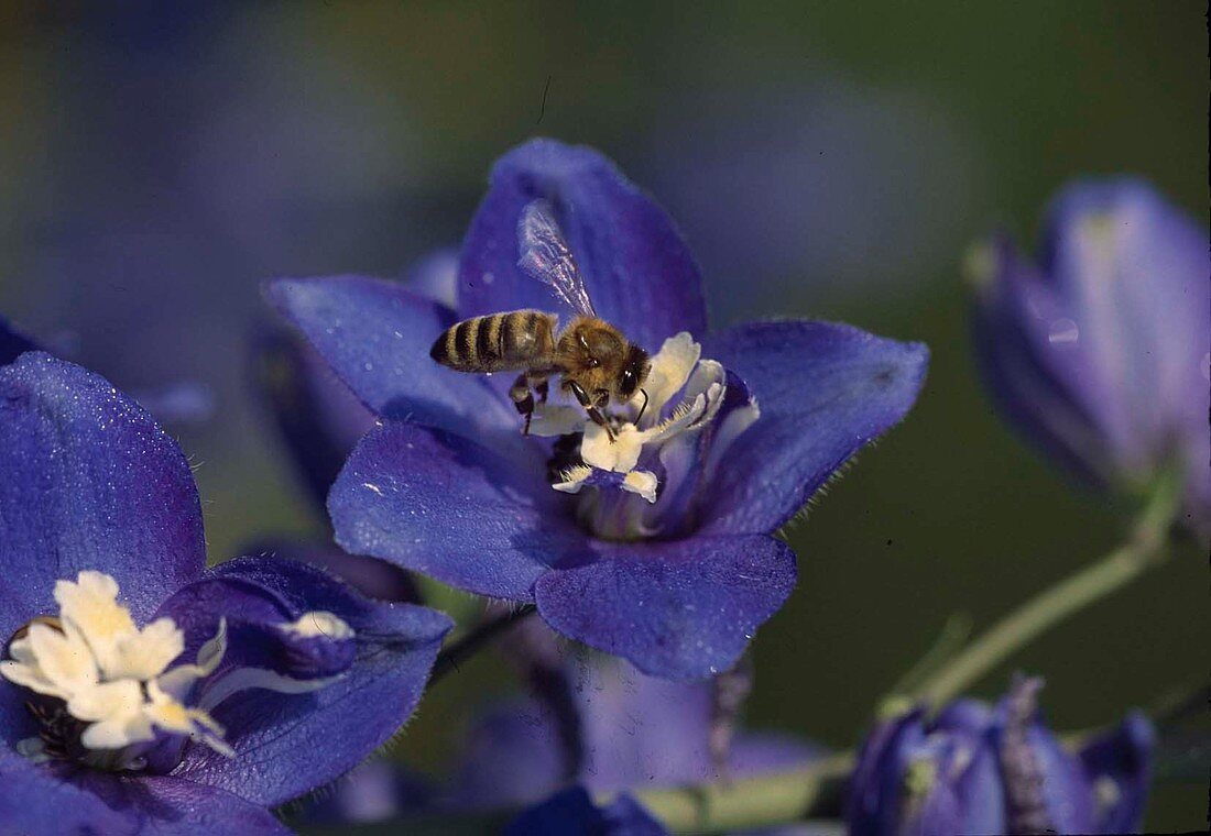 Honeybee (Apis mellifica) at flower of Delphinium (Delphinium)