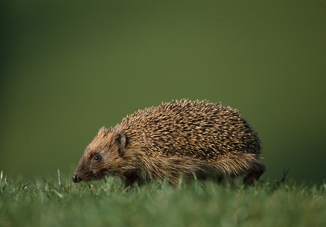 Hedgehog, western (Erinaceus europaeus)