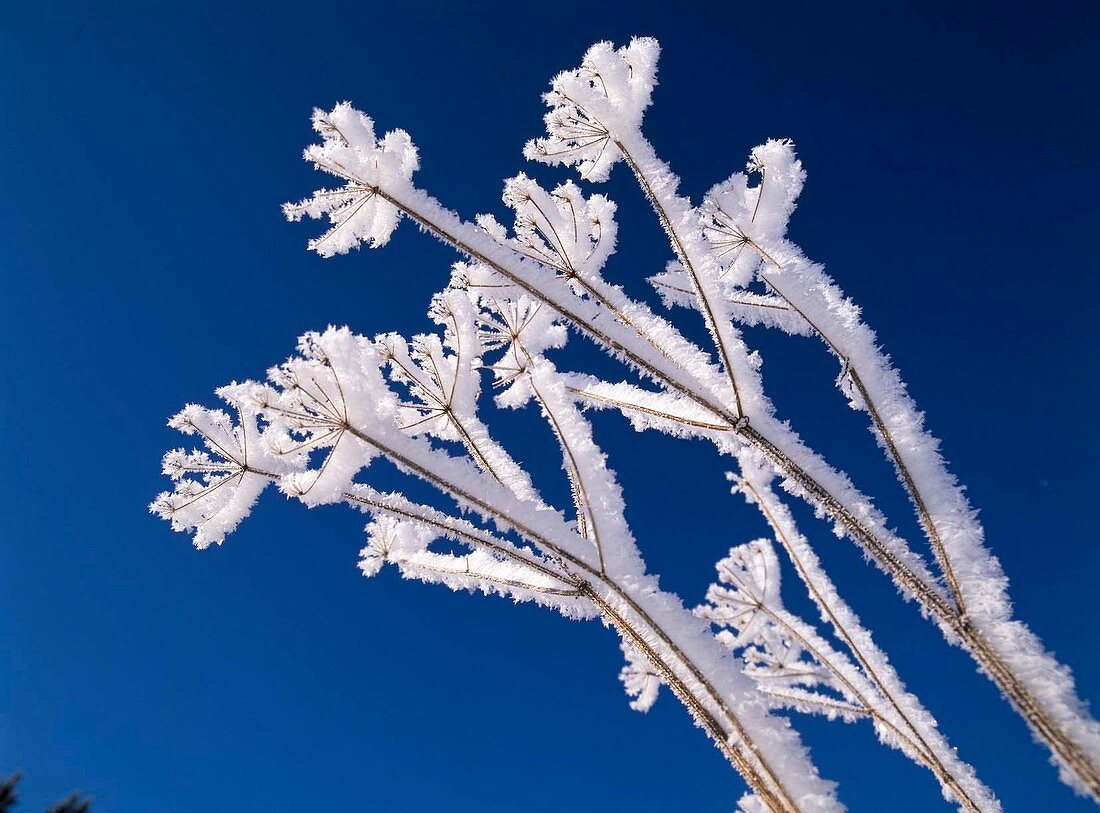 Umbellifer with hoarfrost