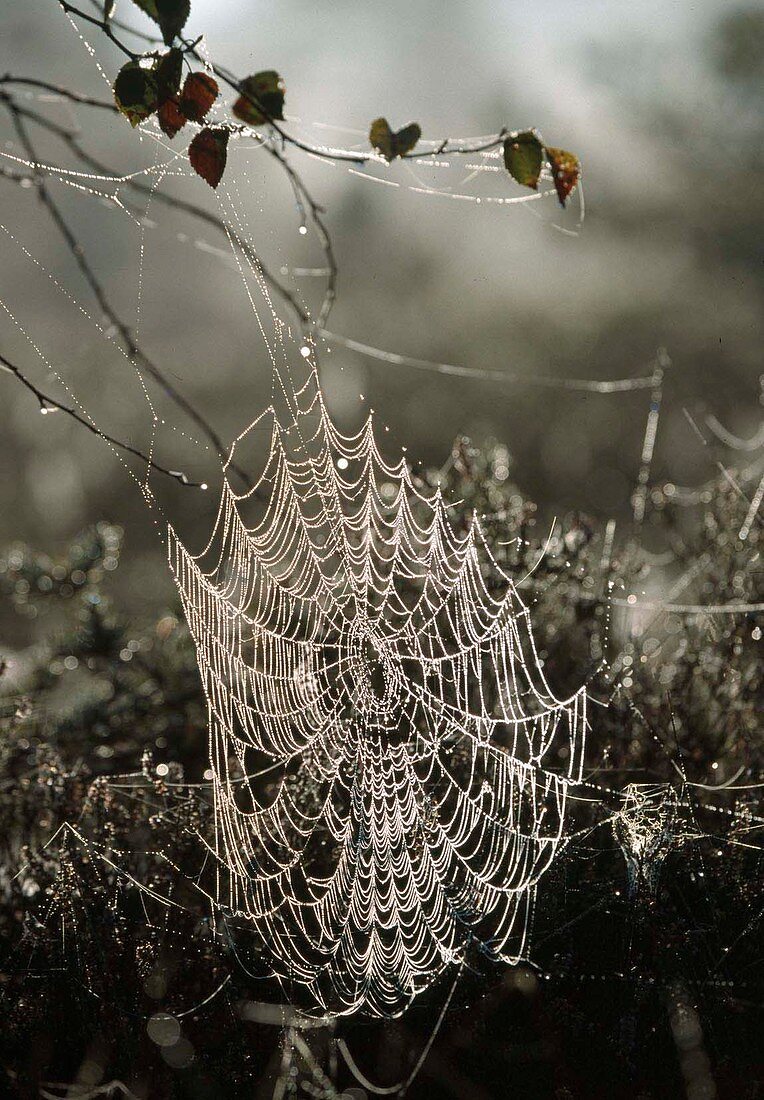Spinnennetze mit Tau im Moor